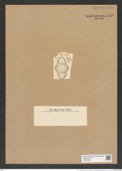 Anaulus weyprechtii Grun. (de-Toni-Nr.: Genus 127, Species 3559) Zeichnungen Sammlung Grunow Nr. 7040 (NHMW-BOT-W0375969)
